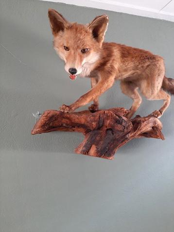 Taxidermie Opgezet vos op stam fel van kleur en super mooi
 beschikbaar voor biedingen
