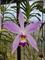 LAELIA ANCEPS ORCHIDEE plant, Ophalen of Verzenden, Overige soorten, In pot, Minder dan 100 cm