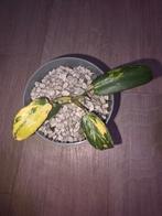 Philodendron Florida Beauty Baby - Mooie Variegata, Ophalen, Overige soorten, Halfschaduw, In pot