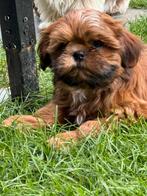 Shih Tzu pups, België, Overige rassen, CDV (hondenziekte), 8 tot 15 weken