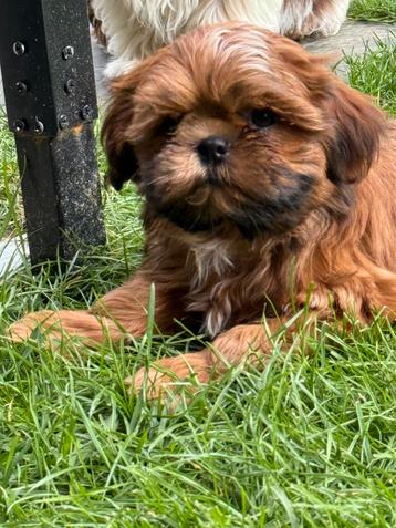 Shih Tzu pups beschikbaar voor biedingen