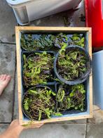 Vijverplanten zuurstofplanten, Ophalen, Nieuw, Overige typen