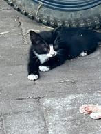 Kittens, zwart met een beetje wit, Dieren en Toebehoren, Katten en Kittens | Overige Katten, Meerdere dieren, Kortharig, 0 tot 2 jaar