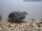 chinese dwergkwartel, Dieren en Toebehoren, Pluimvee, Mannelijk, Overige soorten