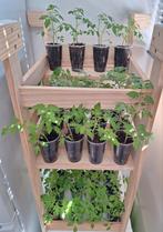 Snoeptomaat Plantjes, Ophalen, Volle zon, Groenteplanten, Eenjarig
