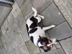 Te koop; Boerenfox hondje, Dieren en Toebehoren, 6 jaar of ouder, Rabiës (hondsdolheid), Overige rassen, Teef