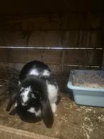 Nhd konijn  Bob 🩵 zoekt een gouden huisje🏡, Dieren en Toebehoren, Mannelijk, Hangoor, 0 tot 2 jaar