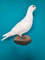 Een prachtige opgezette witte duif om op te hangen!, Ophalen of Verzenden, Nieuw, Vogel, Opgezet dier