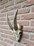 Leuke Schedel met hoorns jacht mancave jagen c66, Verzamelen, Dierenverzamelingen, Ophalen of Verzenden, Wild dier, Schedel