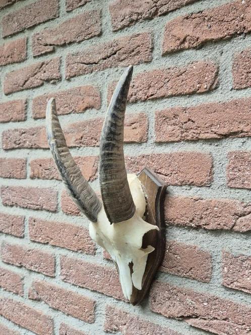 Leuke Schedel met hoorns jacht mancave jagen c66, Verzamelen, Dierenverzamelingen, Schedel, Wild dier, Ophalen of Verzenden
