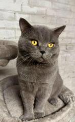 Britse Korthaar Dekkater (Niet te koop), Dieren en Toebehoren, Katten en Kittens | Dekkaters