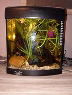 Prachtig en compleet Aquarium, Dieren en Toebehoren, Ophalen, Zo goed als nieuw, Gevuld zoetwateraquarium