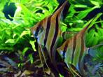Pterophyllum Scalare 7cm, Vis, Zoetwatervis, Schoolvis
