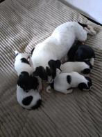 Prachtige Jack Russell pups geboren op 16 mei, Dieren en Toebehoren, Honden | Jack Russells en Terriërs, Jack Russell Terriër