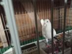 Mooie Duitse Modena's, Dieren en Toebehoren, Meerdere dieren, Parkiet, Geringd