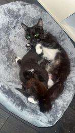 Kittens, Poes, Kortharig, 0 tot 2 jaar