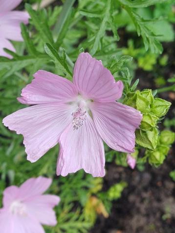 Kaasjeskruid roze beschikbaar voor biedingen