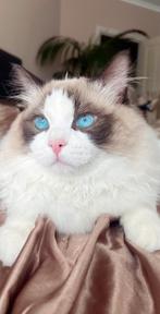 Ragdoll Bicolour seal point Dekkater met stamboom!, 0 tot 2 jaar