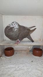 Gaditano duivin, Vrouwelijk, Kropper