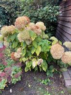 Hotensia annabelle, Tuin en Terras, Ophalen of Verzenden