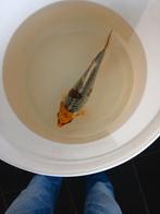 Japanse koi, Dieren en Toebehoren, Vissen | Vijvervissen, Karper of Koi