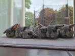 Baby konijnen, Meerdere dieren, Dwerg