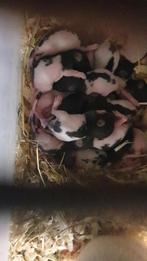 Ratjes, Dieren en Toebehoren, Augustus, Meerdere dieren, Rat