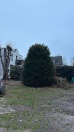 Gratis Taxus 5 meter hoog. Zelf uitgraven, Tuin en Terras, Ophalen, Bloeit niet, Halfschaduw, Overige soorten