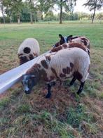 Bonte stamboek rammen, Dieren en Toebehoren, Schapen, Geiten en Varkens, Mannelijk, Schaap