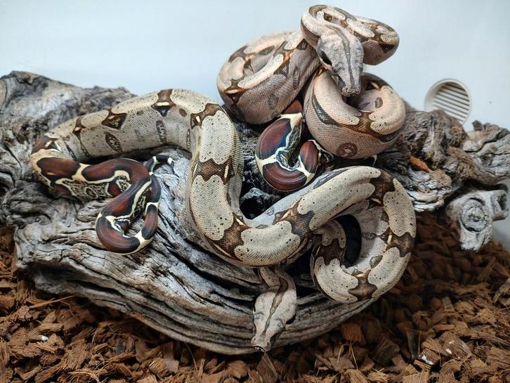 Koppel Guyana Roodstaart Boa's, n.k. 2025