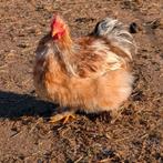 cochin zijdeveer haantje kriel, Dieren en Toebehoren, Pluimvee, Mannelijk, Kip
