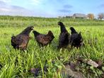 Barnevelder krielkippen bruin gezoomd hen gesekst + ingeënt