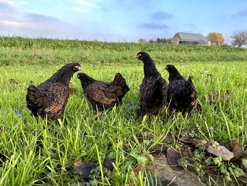 Barnevelder krielkippen bruin gezoomd hen gesekst + ingeënt, Dieren en Toebehoren, Pluimvee, Kip, Vrouwelijk