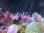 Kenia boompjes, Dieren en Toebehoren, Vissen | Aquariumvissen