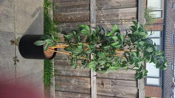 kunstboom coffea beschikbaar voor biedingen