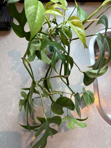 Goedgewortelde stekken van de Monstera beschikbaar voor biedingen