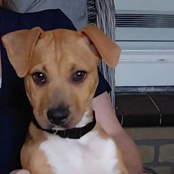 GaGa Animal Care - FERNANDO (in gastgezin in Son en Breugel) beschikbaar voor biedingen
