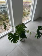 Mooie Monstera Kamerplant, Ophalen, Overige soorten, Halfschaduw, In pot