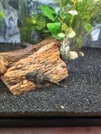 Jonge algeneters links op de foto is moeder, Vis