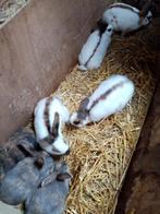 Konijnen, Dieren en Toebehoren, Konijnen, Mannelijk, Middelgroot, 0 tot 2 jaar