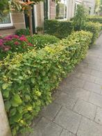 Beukenhaag, Ophalen, Beukenhaag, 100 tot 250 cm