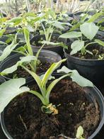 Surinaamse groente planten en groente te koop., Tuin en Terras, Planten | Tuinplanten, Volle zon, Groenteplanten, Eenjarig, Ophalen of Verzenden