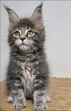 Maine Coon Aria female  Aldona's Gift *PL, Kater, Ontwormd