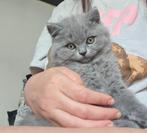 Onze lieve britse korthaar kittens mogen verhuizen, Dieren en Toebehoren, Katten en Kittens | Raskatten | Korthaar, Kater, Ontwormd