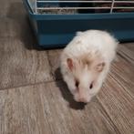 Hamster met kooi en toebehoren., Dieren en Toebehoren, Ophalen of Verzenden, Hond