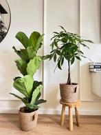 2 for 85 -Ficus Lyrata & Pachira (Money tree), Overige soorten, In pot, Minder dan 100 cm, Groene kamerplant