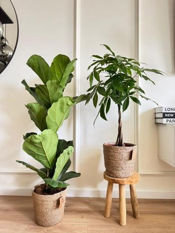 2 for 85 -Ficus Lyrata & Pachira (Money tree) beschikbaar voor biedingen