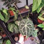 ACTIEPRIJS: Anthurium Clarinervium, Ophalen of Verzenden, Halfschaduw, Minder dan 100 cm