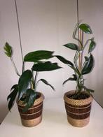 Epipremnum Pinnatum ‘ Green Form’ inclusief pot., Overige soorten, In pot, Minder dan 100 cm, Groene kamerplant