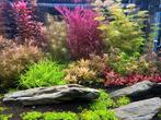 Diverse soorten zeldzame aquariumplanten, Dieren en Toebehoren, Vissen | Aquariumvissen, Overige typen